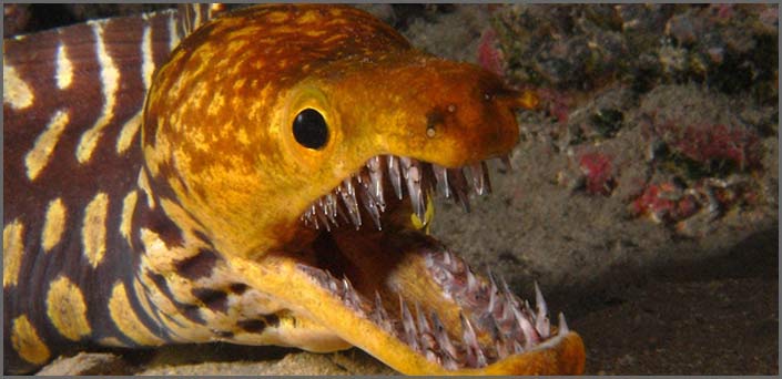 παραχενα δοντια