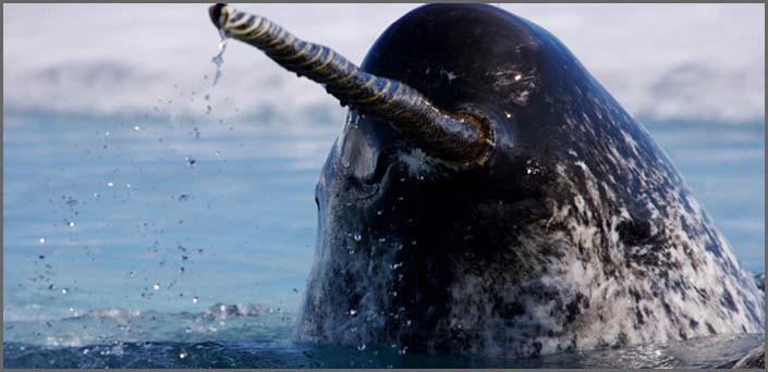 οδοντιατρος πασαλιμανι